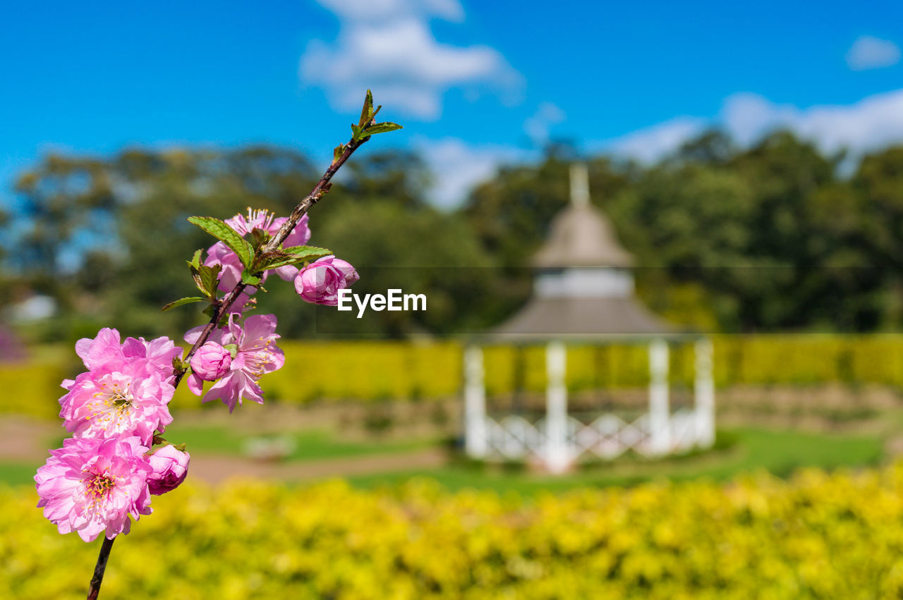 Pink cherry blossom, sakura flower branch against sunny park on the background