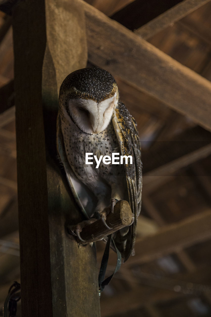 Low angle view of barn owl perching on nail