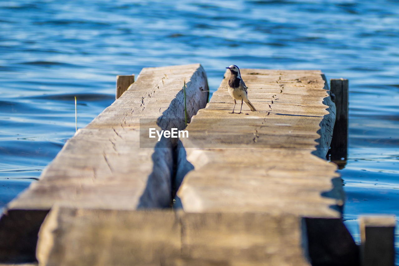 High angle view of bird perching on wooden post