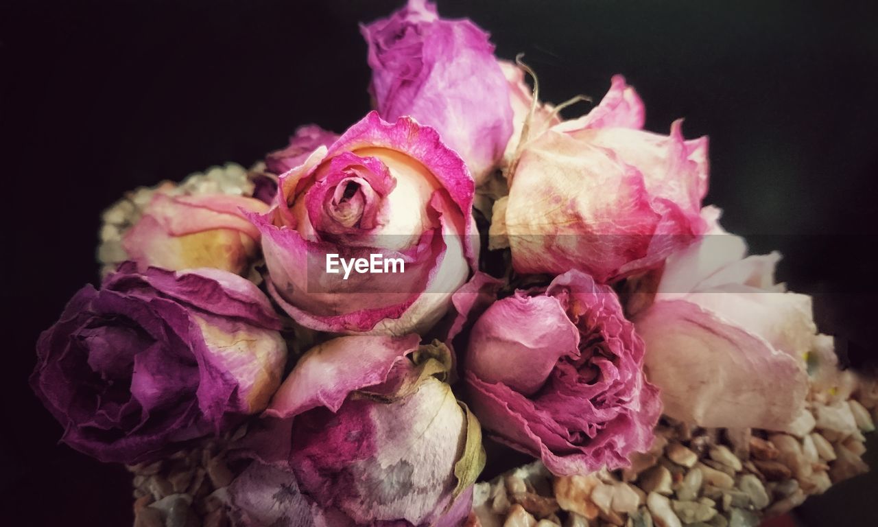 CLOSE-UP OF PINK ROSES OVER BLACK BACKGROUND