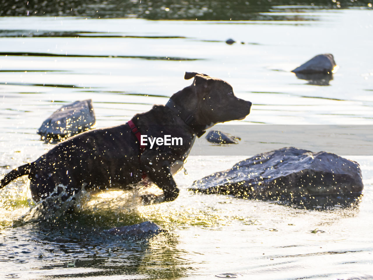 DOG ON THE LAKE