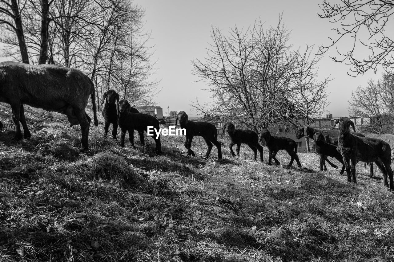 Goats on grass against trees