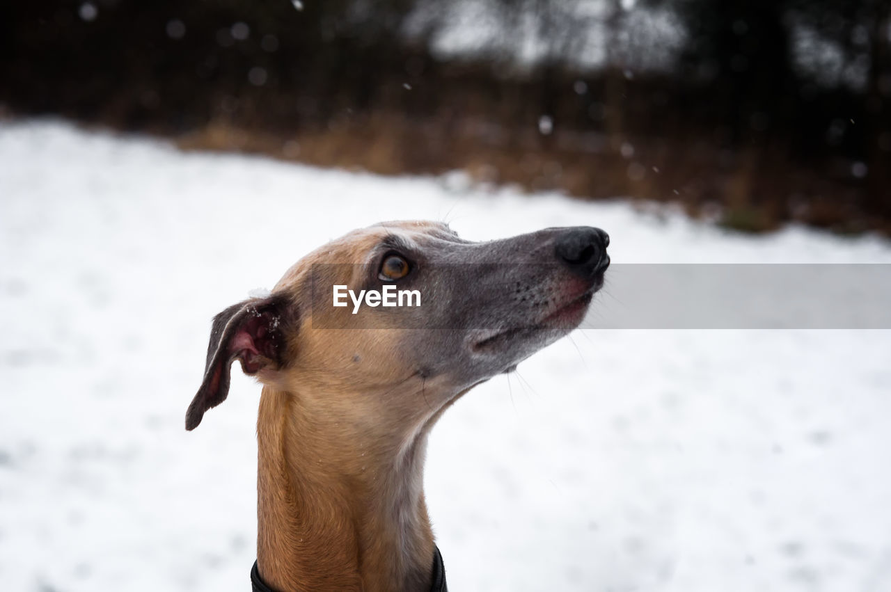 Close-up of dog in snow