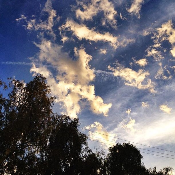 LOW ANGLE VIEW OF TREES AGAINST SKY