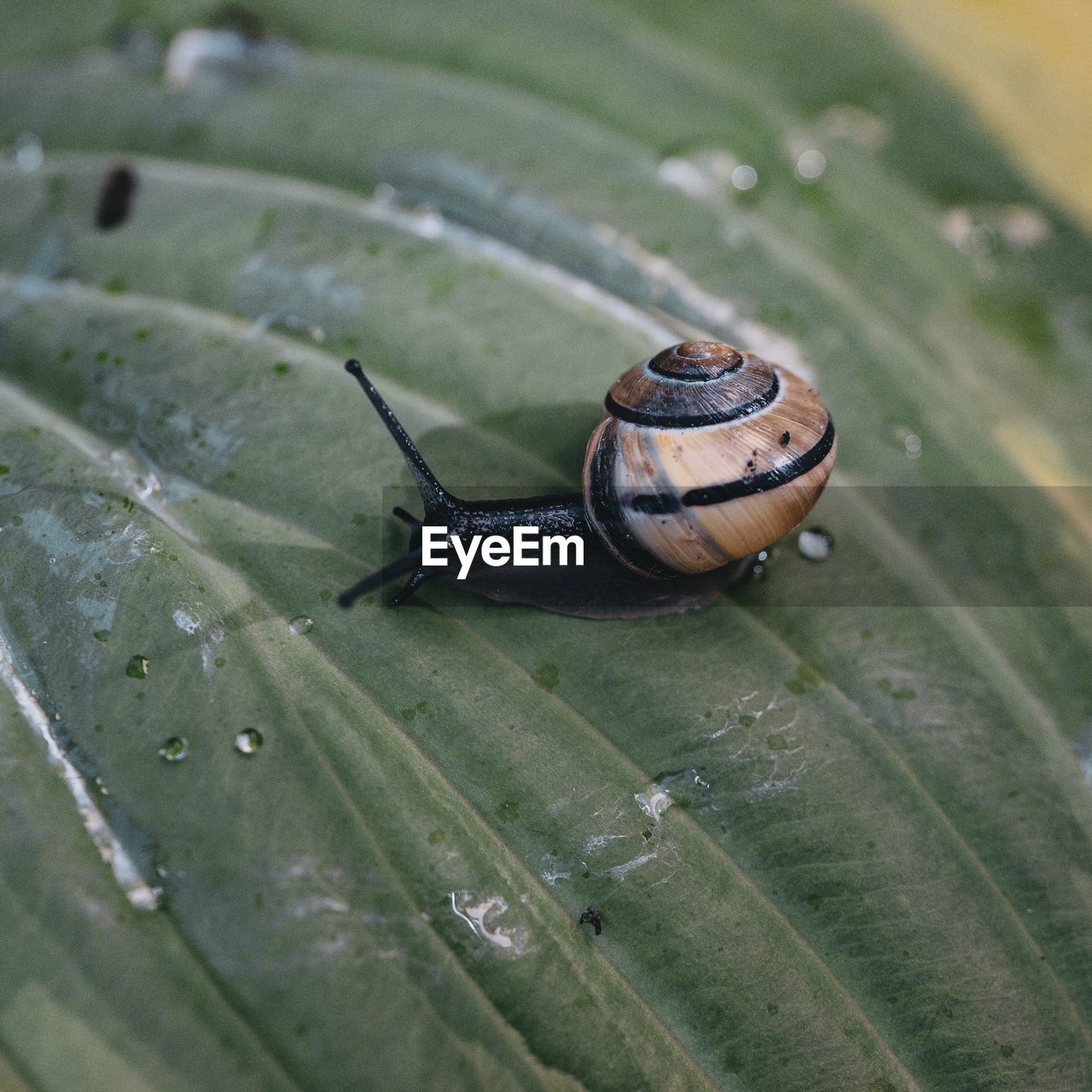 Close-up of snail