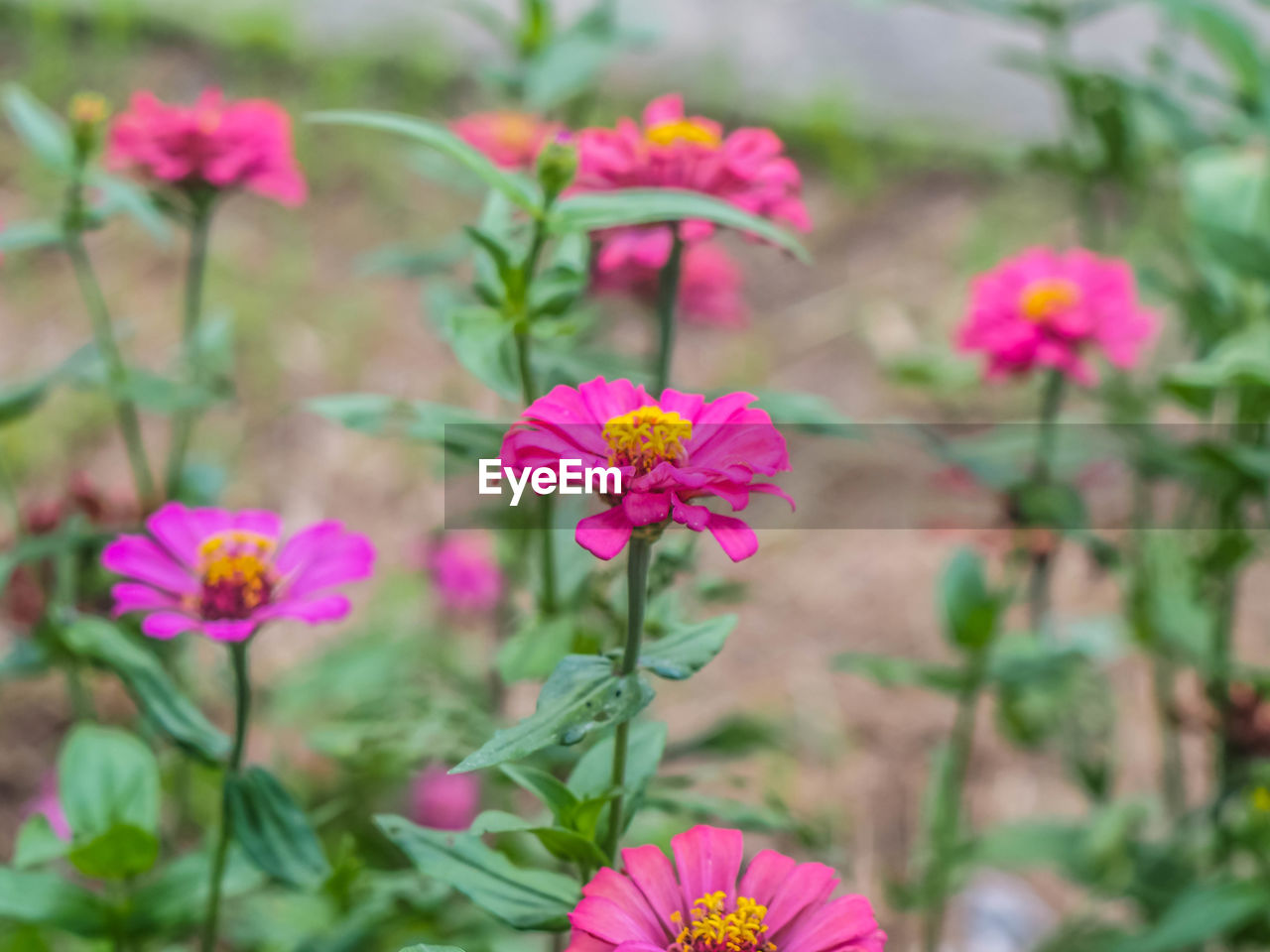CLOSE-UP OF PINK FLOWERS BLOOMING