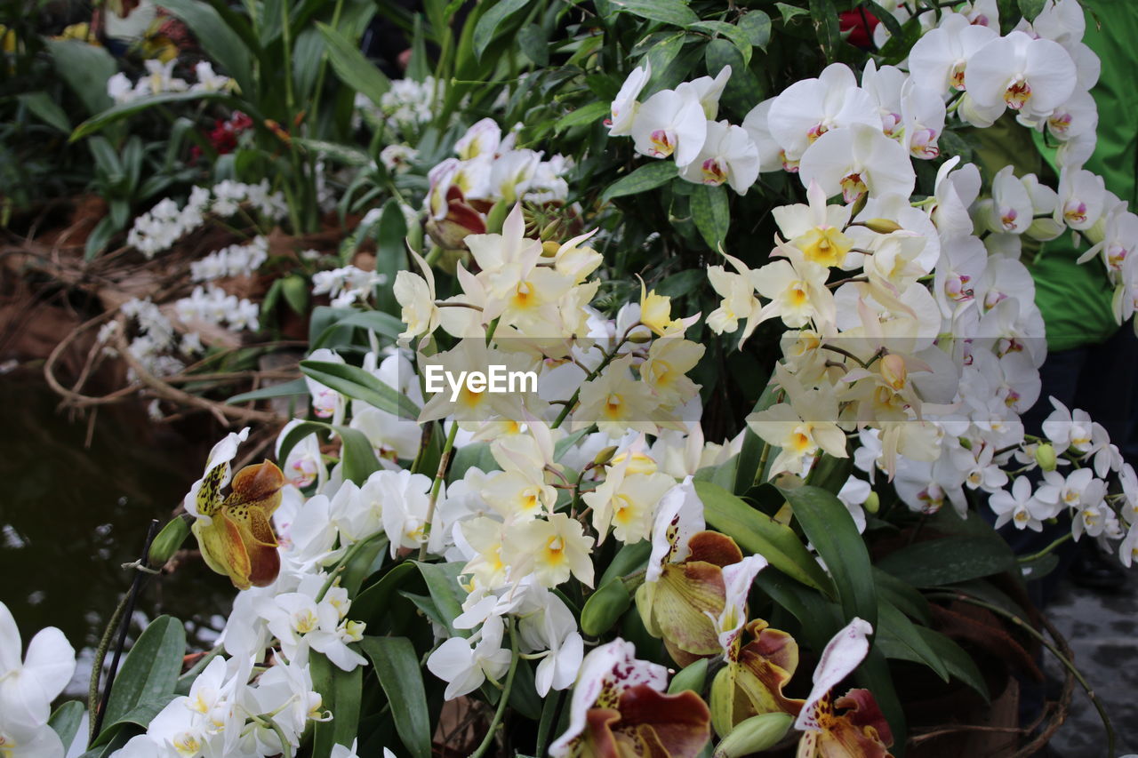 Close-up of white flowers blooming outdoors