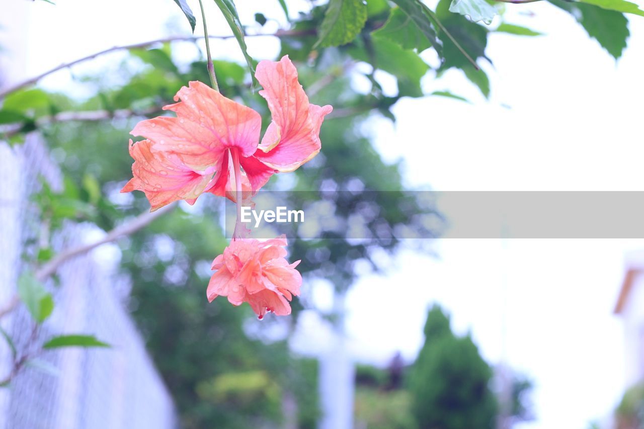 CLOSE-UP OF HIBISCUS BLOOMING ON TREE