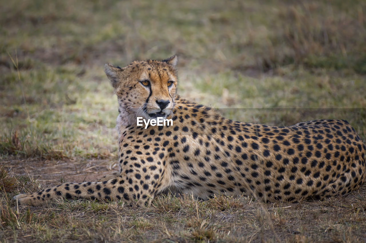 Cheetah relaxing on field