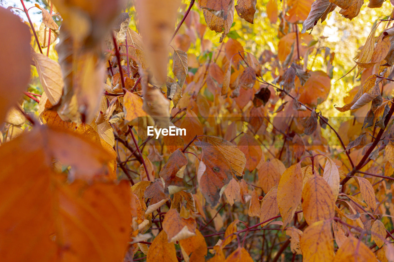 autumn, plant part, plant, leaf, yellow, nature, tree, branch, beauty in nature, sunlight, orange color, no people, day, outdoors, land, close-up, tranquility, backgrounds, growth, flower, selective focus, environment, landscape, autumn collection, scenics - nature, focus on foreground, full frame, multi colored