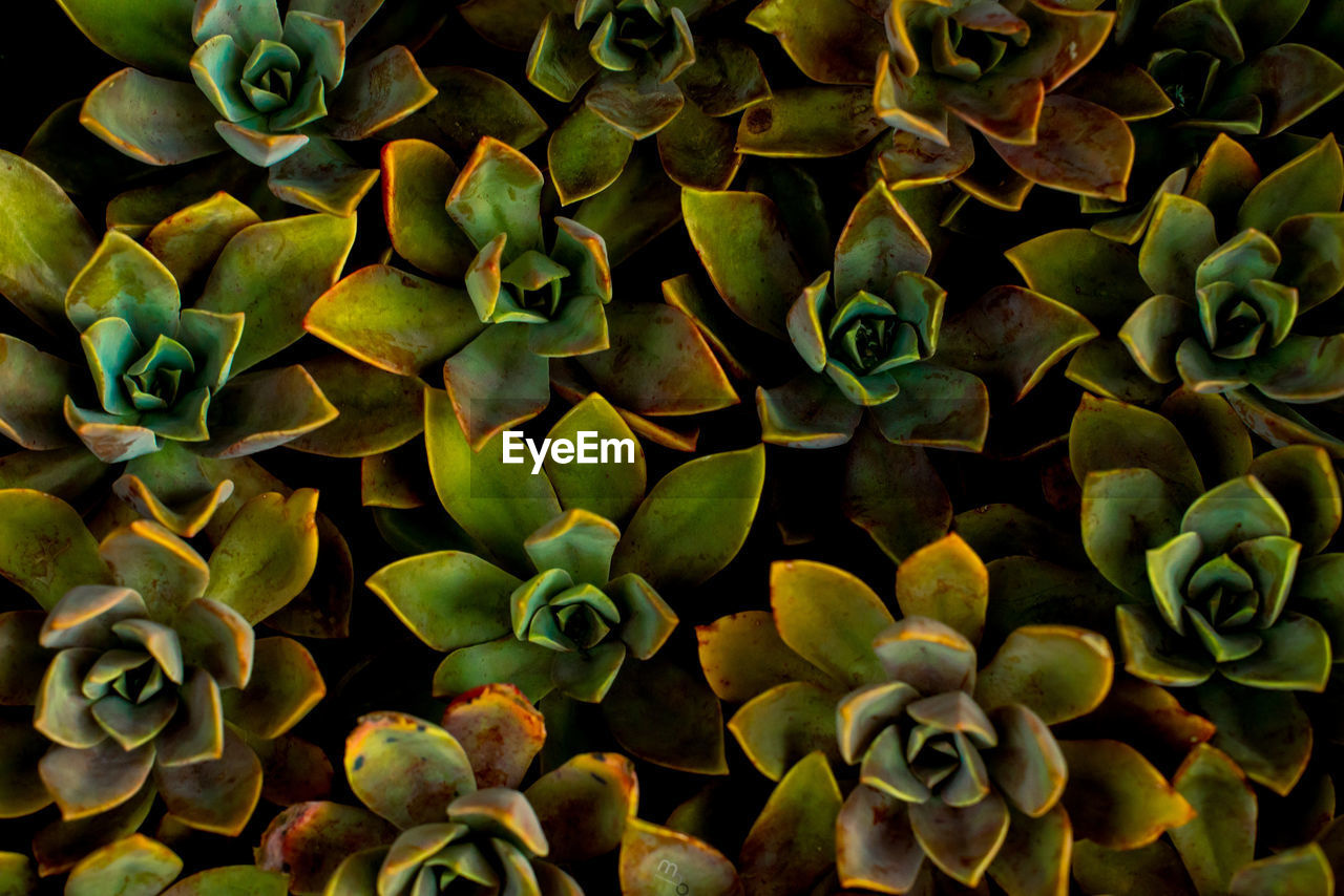 Full frame shot of succulent plant