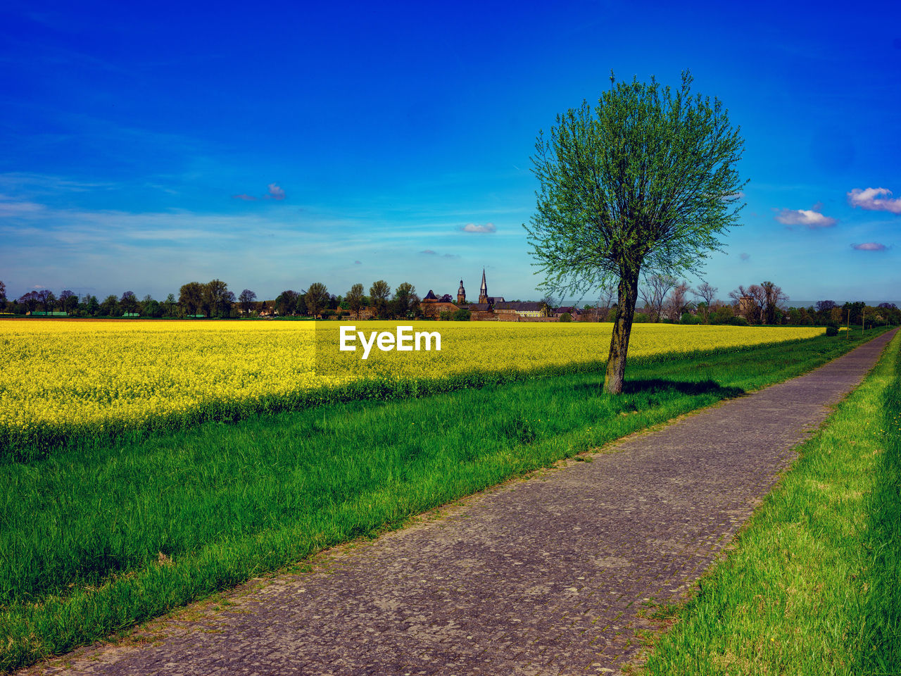 scenic view of oilseed rape field against clear sky