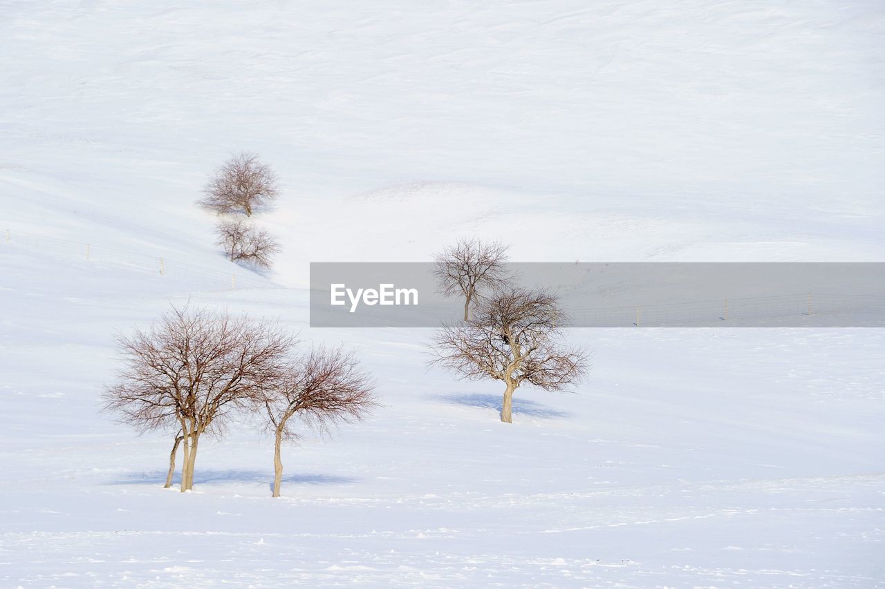 Bare tree on snowcapped landscape