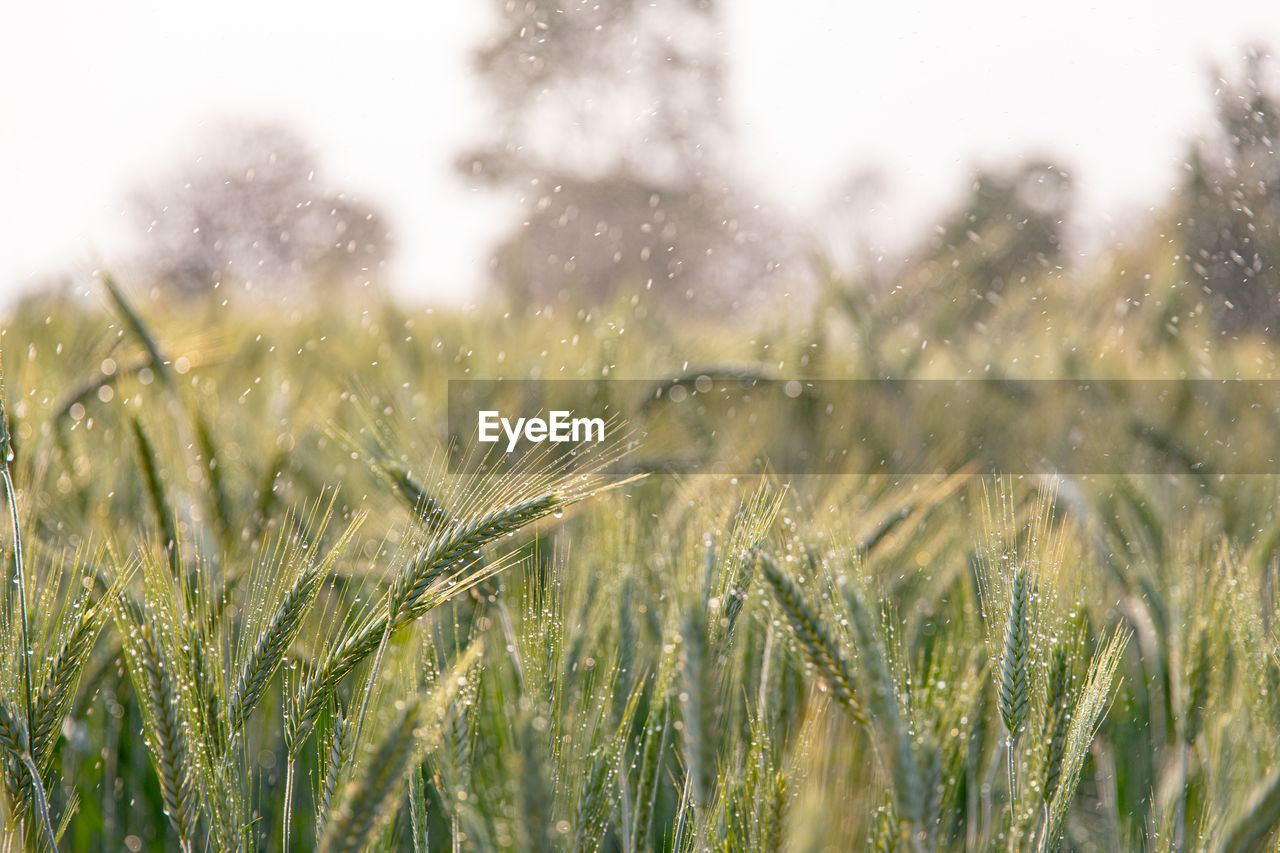 View of crops on field