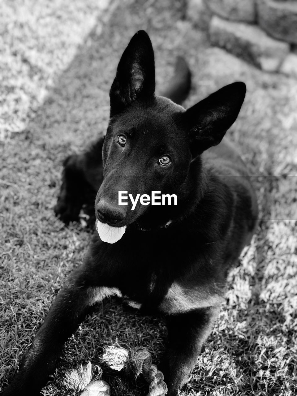 High angle portrait of dog sitting on land