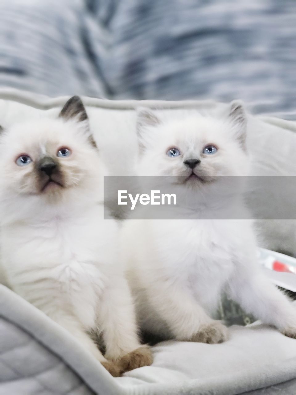 CLOSE-UP OF CATS