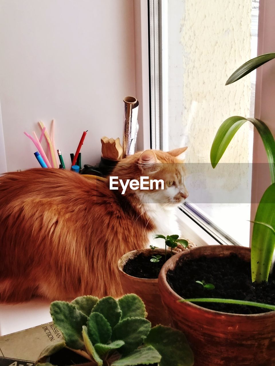 CAT ON WINDOW SILL