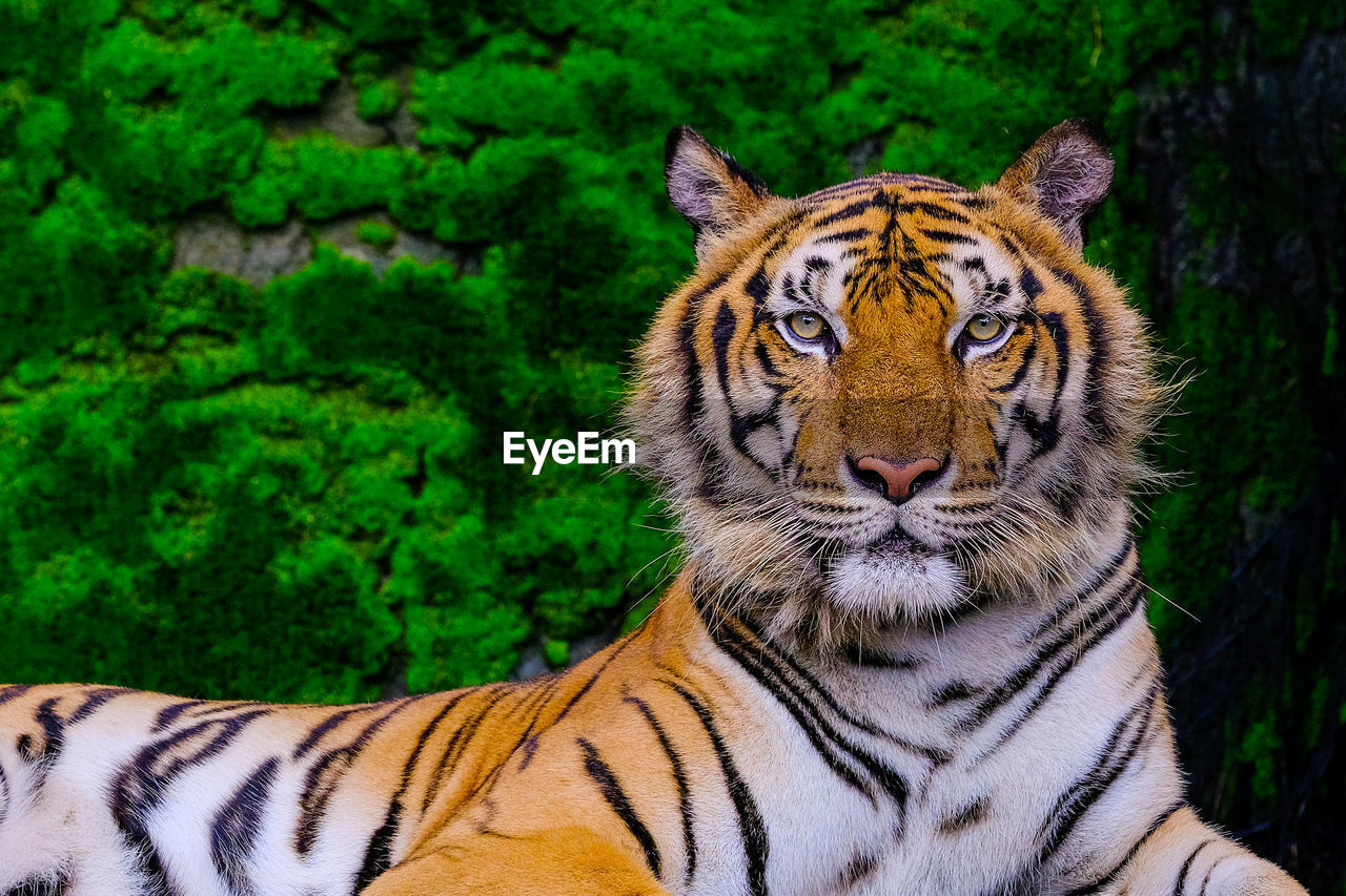 PORTRAIT OF TIGER IN ZOO