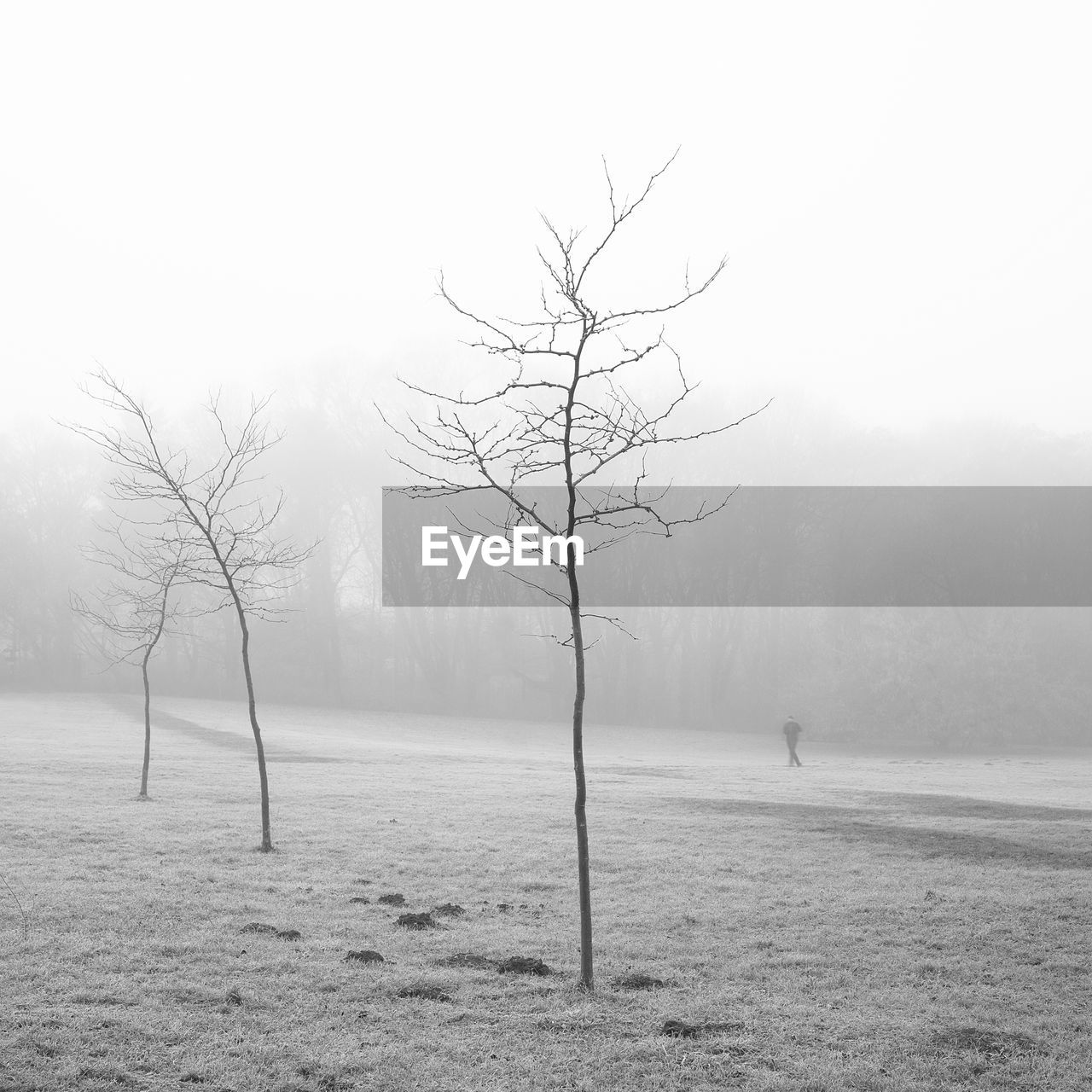 Bare tree on snow covered landscape against clear sky