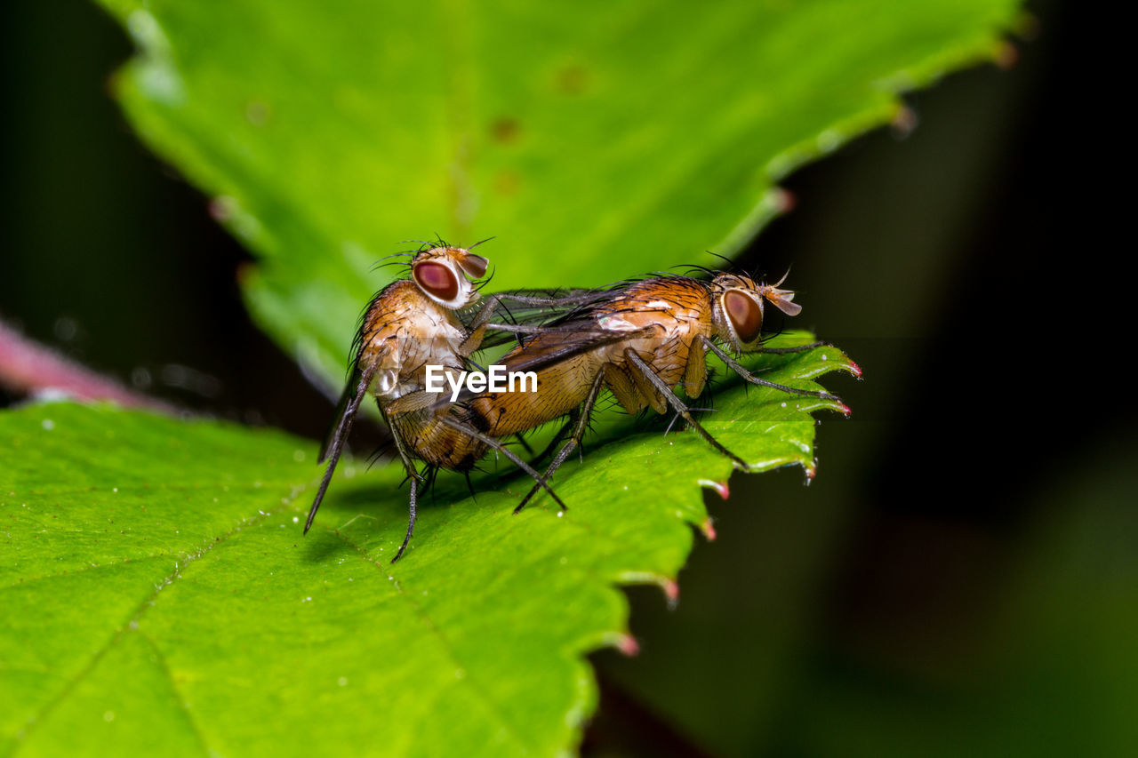 CLOSE-UP OF INSECT