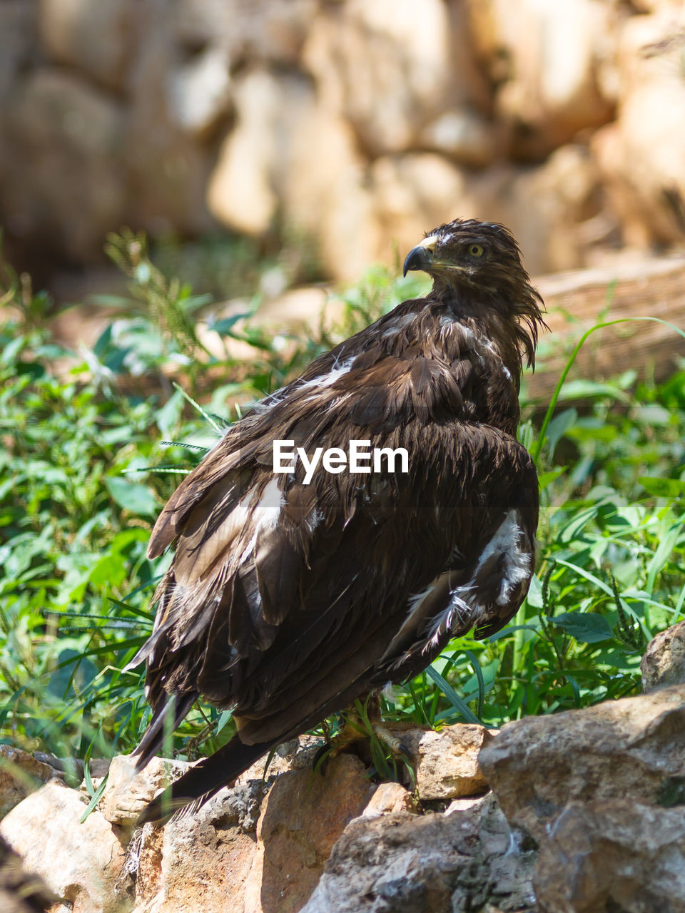 Lesser spotted eagle perching on rock