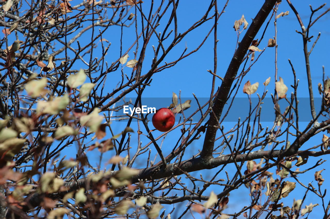 tree, plant, branch, fruit, food, healthy eating, nature, food and drink, flower, blossom, spring, sky, low angle view, no people, winter, leaf, autumn, day, blue, growth, outdoors, bare tree, clear sky, red, beauty in nature, freshness, sunlight