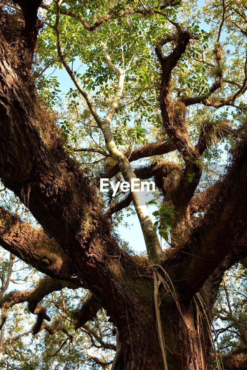 LOW ANGLE VIEW OF TREES IN FOREST