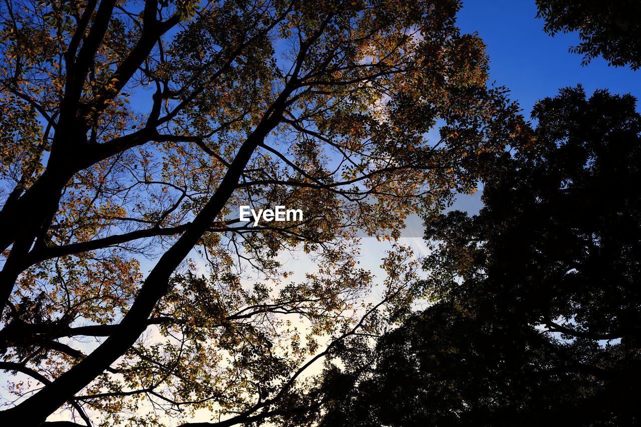 LOW ANGLE VIEW OF SILHOUETTE TREES IN FOREST AGAINST SKY