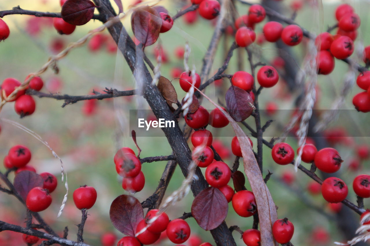 Close-up of berries on tree