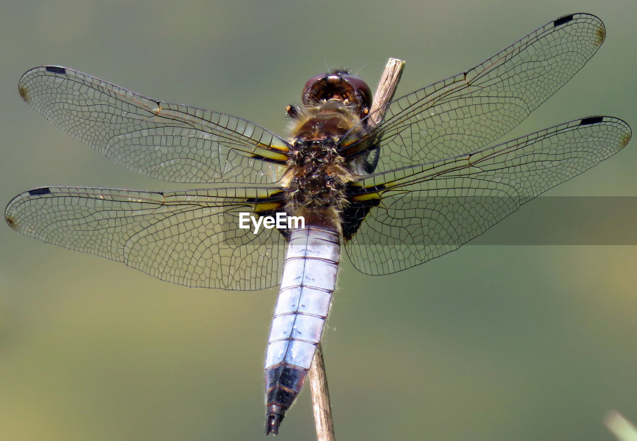 Close-up of dragonfly