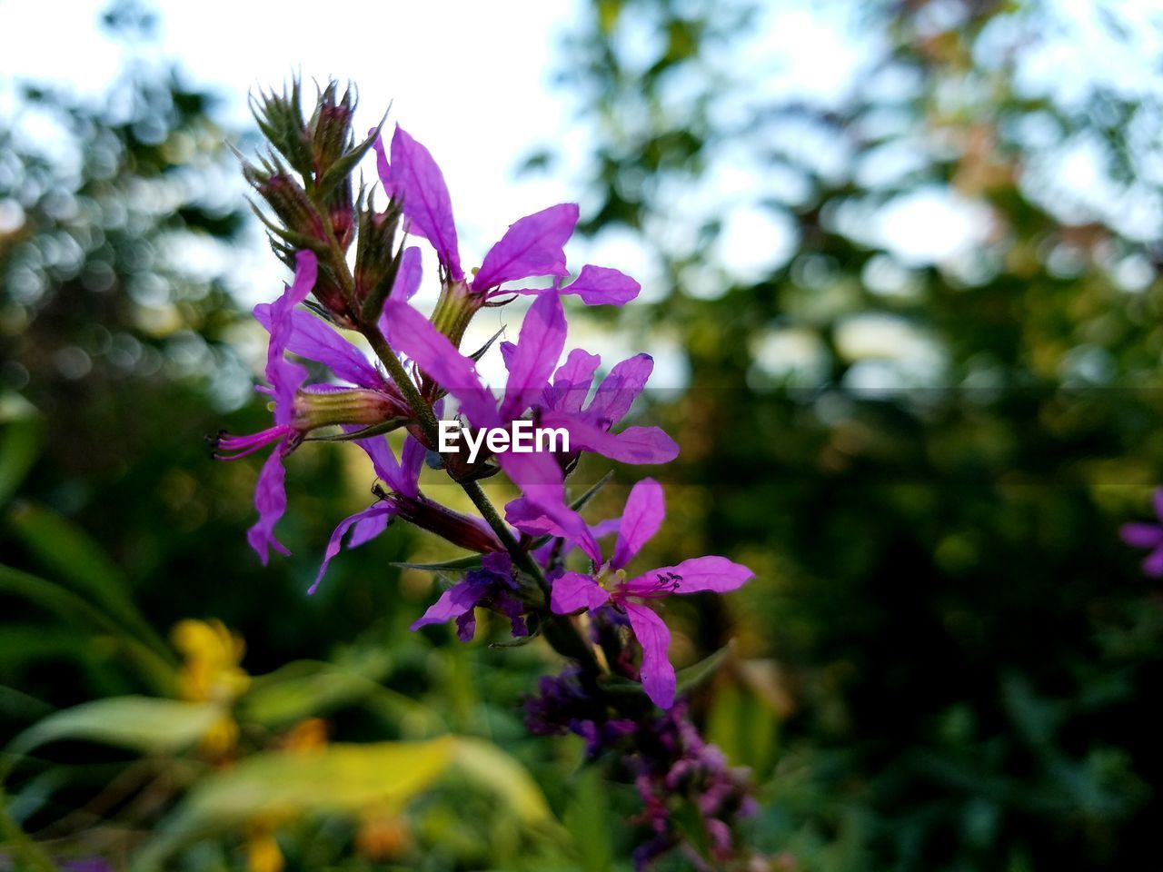 CLOSE-UP OF PURPLE FLOWERS BLOOMING OUTDOORS