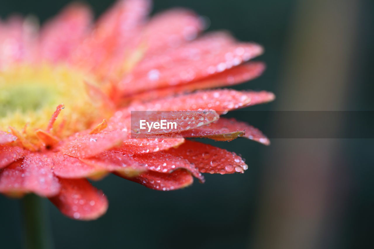 CLOSE-UP OF RAINDROPS ON WET RED FLOWER