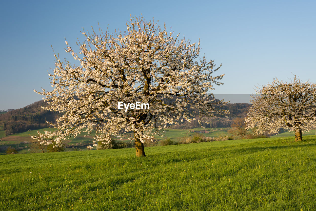 Cherry blossom tree on field against clear sky