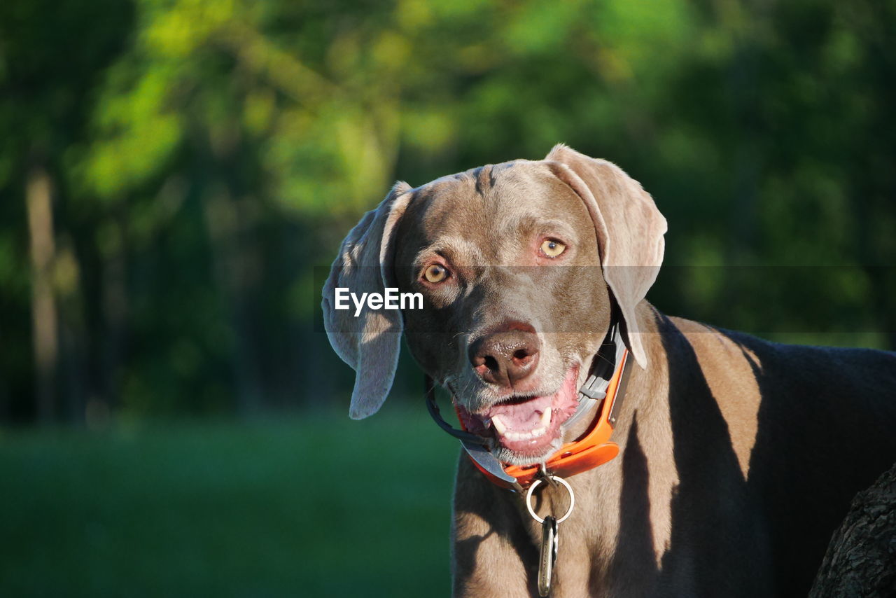 Close-up of weimaraner looking away at public park