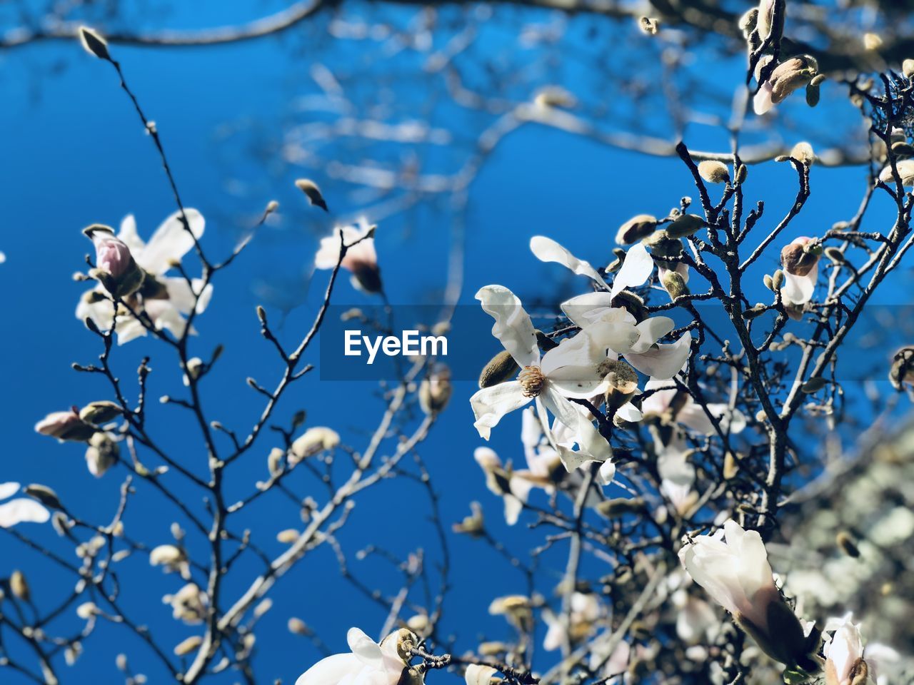 Low angle view of white flowering tree against blue sky