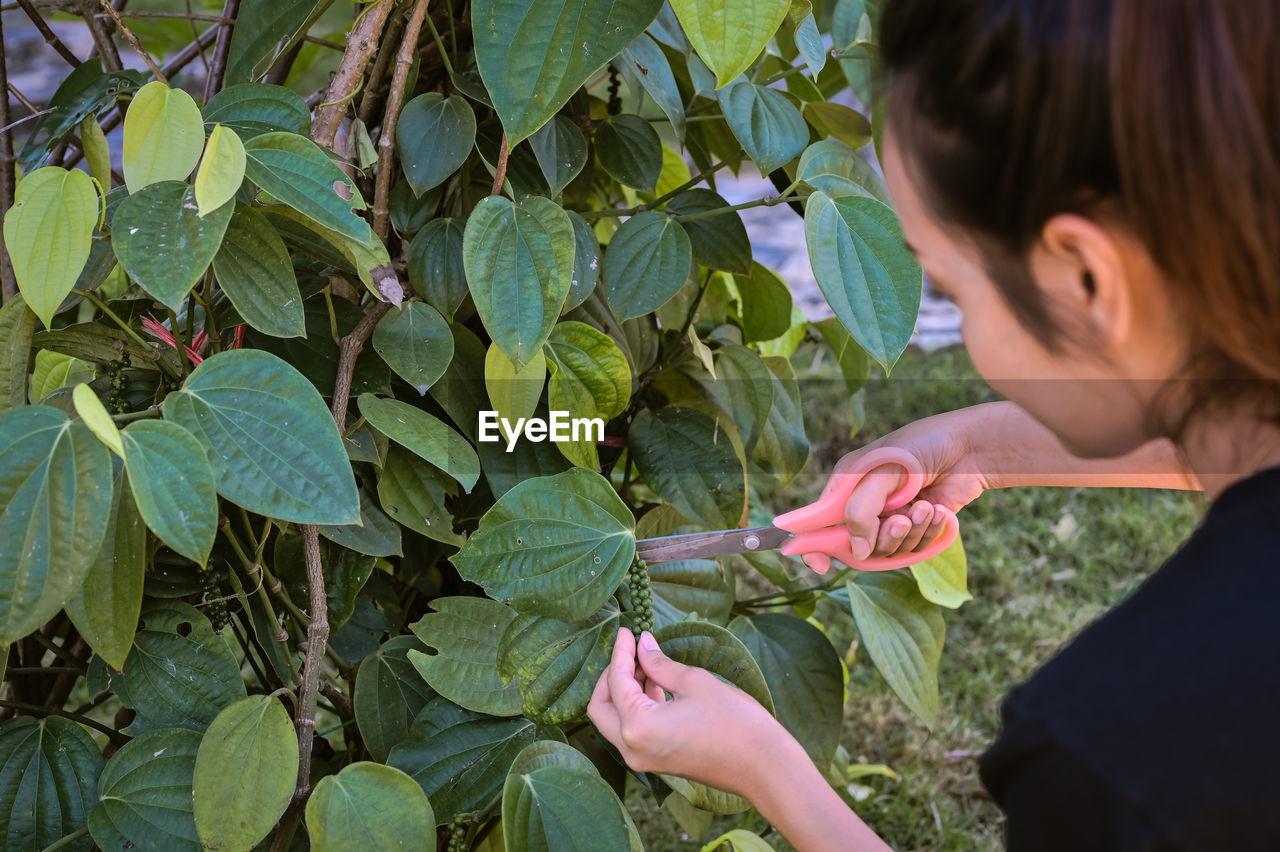 Series photo young woman harvest a fresh pepper from the tree and contain in basket