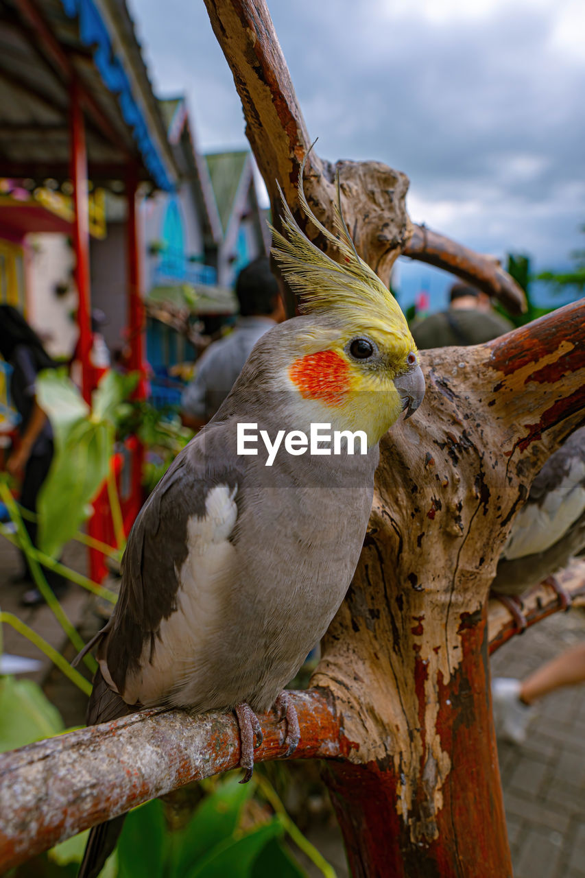 animal themes, animal, bird, pet, animal wildlife, parrot, one animal, tree, wildlife, nature, perching, beak, branch, outdoors, focus on foreground, feather, no people, cockatoo, plant, tropical climate, multi colored, animal body part, day