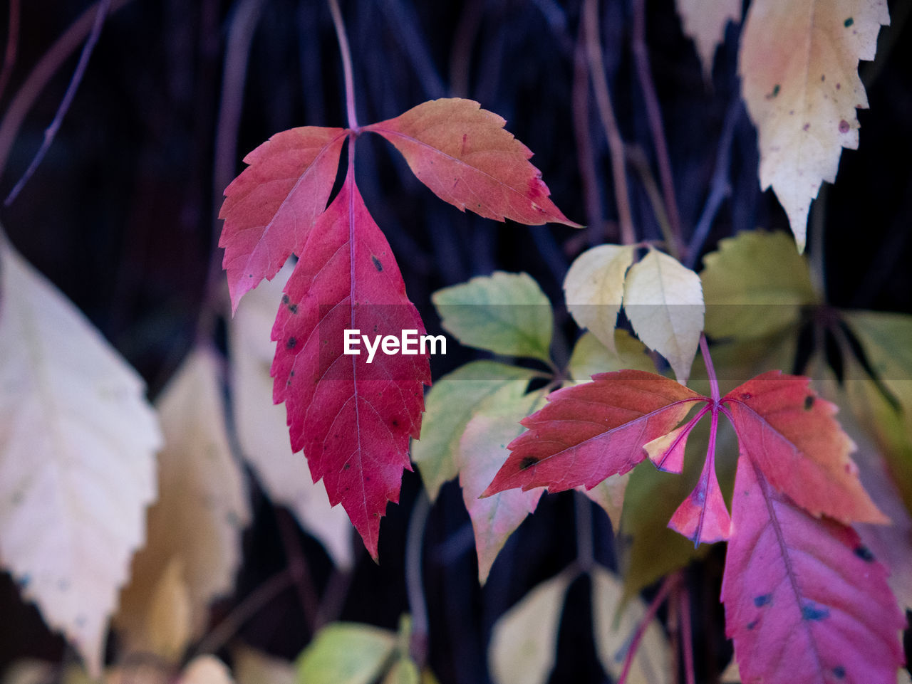 leaf, plant part, autumn, plant, nature, tree, beauty in nature, close-up, flower, red, no people, focus on foreground, outdoors, petal, day, growth, branch, maple leaf, macro photography, tranquility, fragility, multi colored