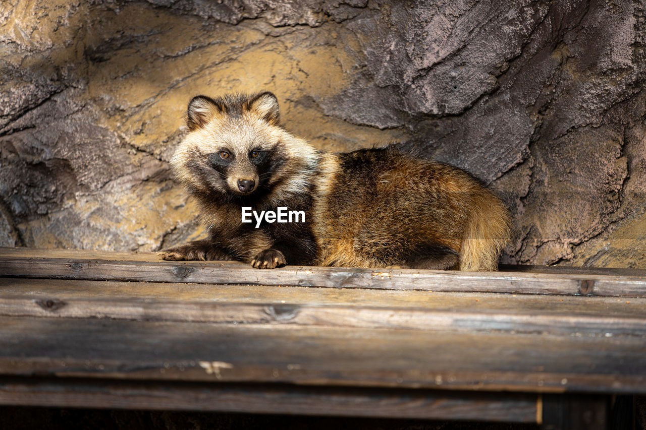 animal, animal themes, mammal, animal wildlife, one animal, wildlife, raccoon, no people, wood, portrait, looking at camera, zoo, relaxation, nature, outdoors, carnivore, young animal, procyonidae