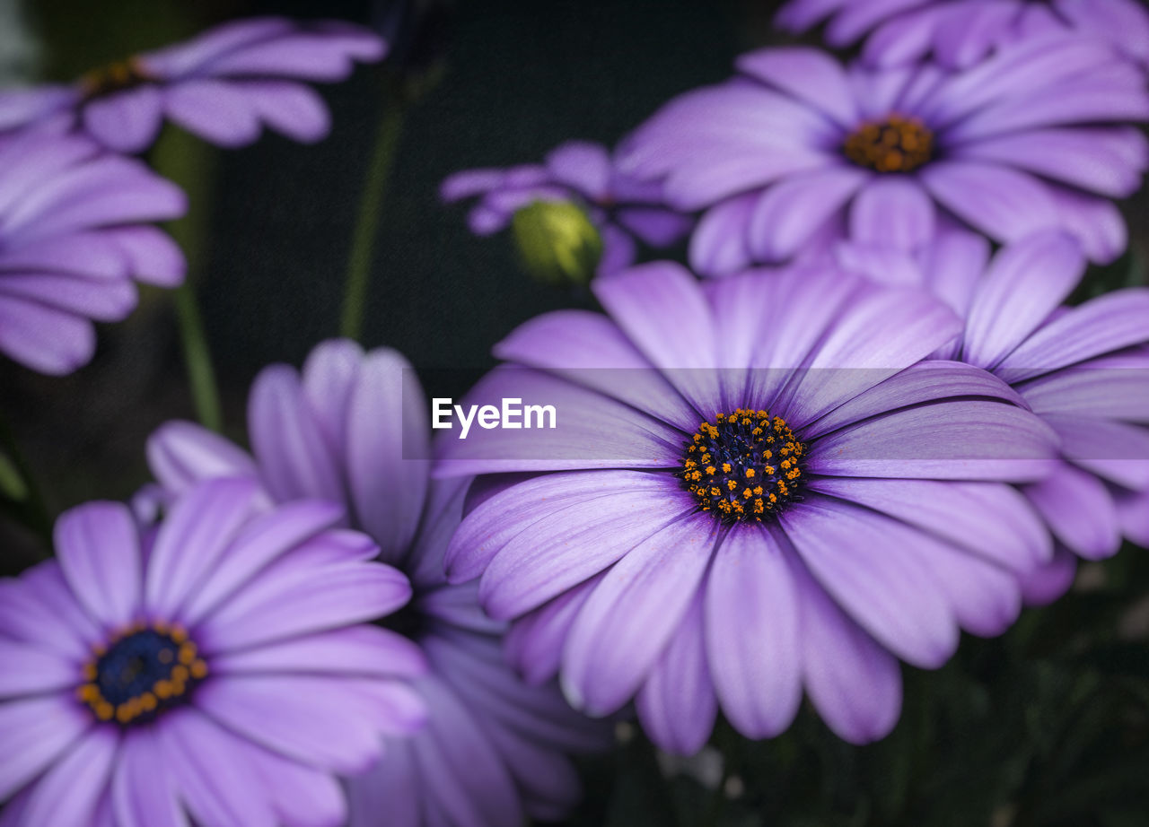 Purple daisy