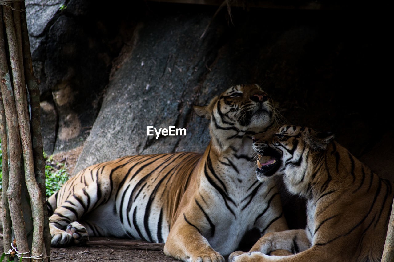 Tiger resting in zoo