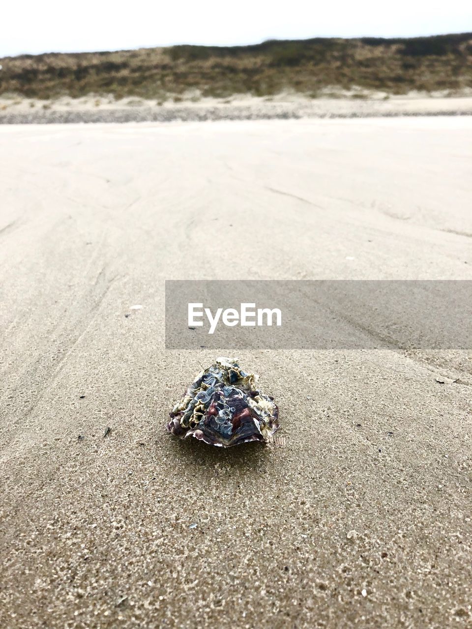 High angle view of shell on beach