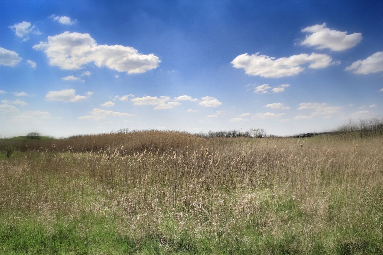 Scenic view of grassy field against sky
