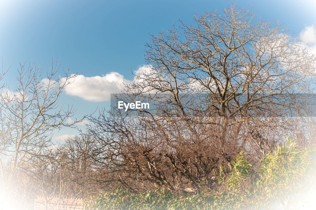 LOW ANGLE VIEW OF BARE TREE