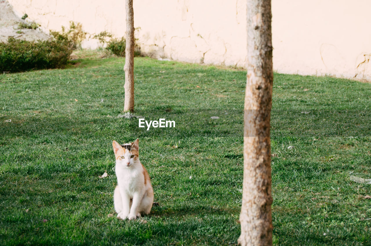 High angle view of cat sitting on grassy field