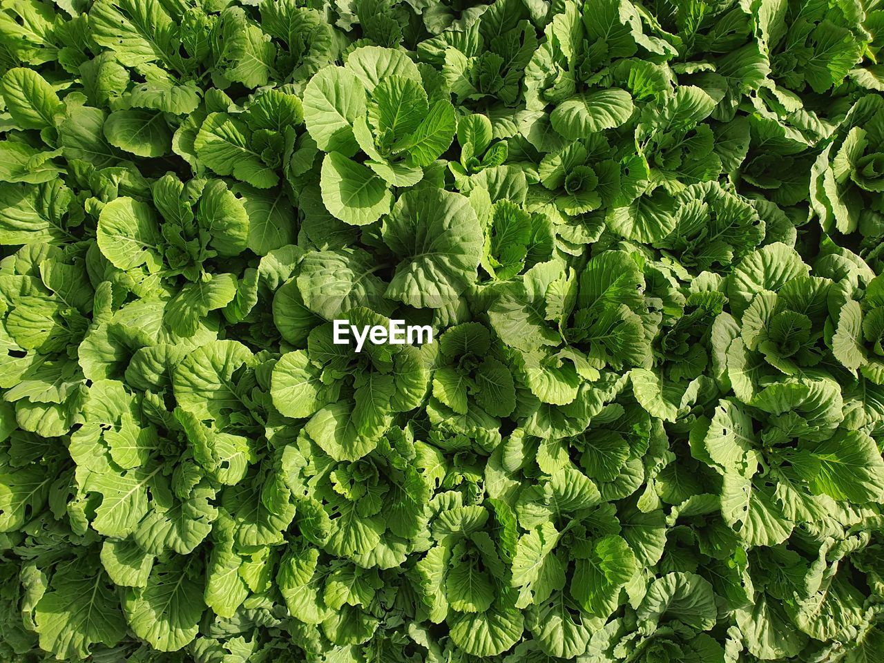 HIGH ANGLE VIEW OF LEAVES