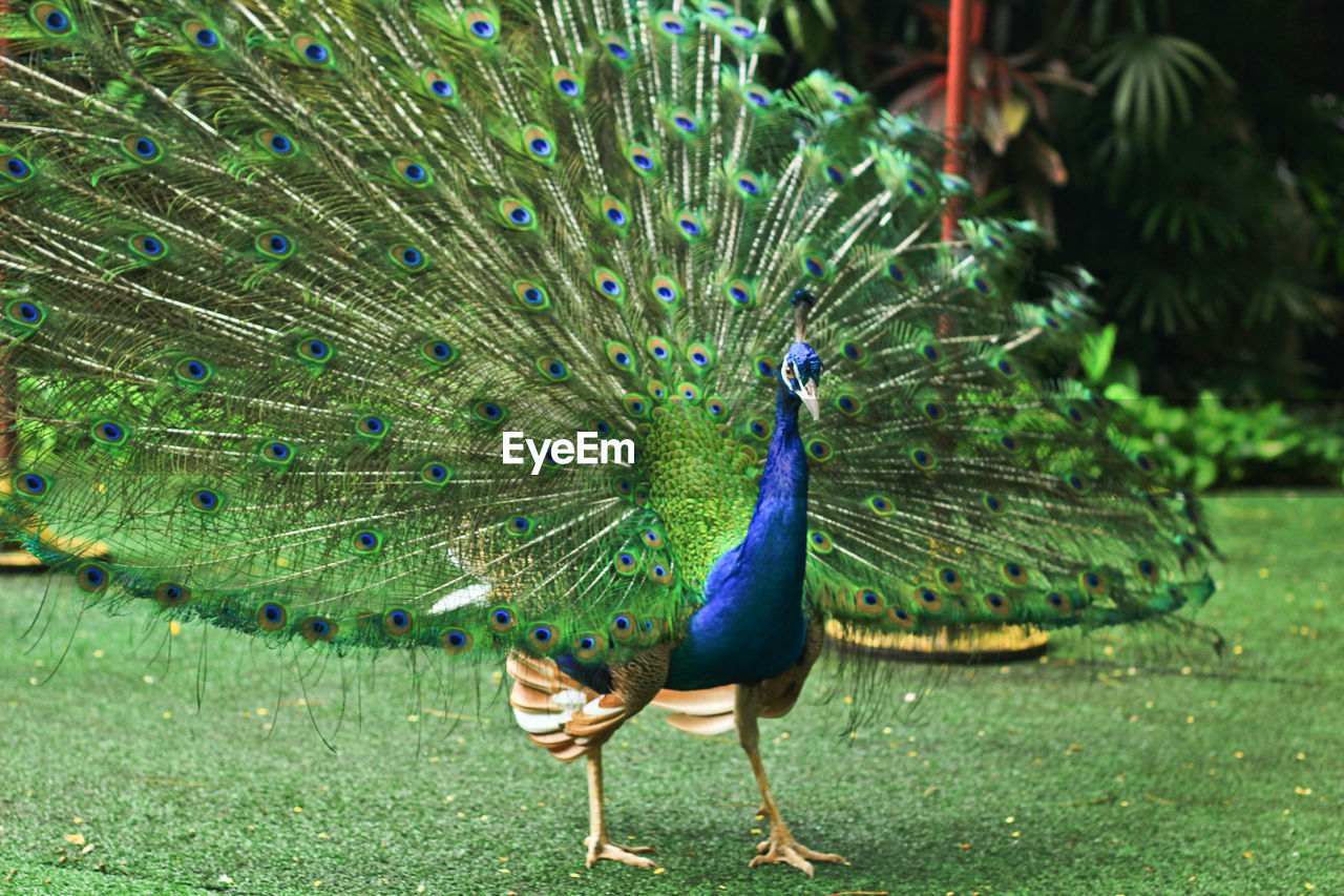View of peacock dancing
