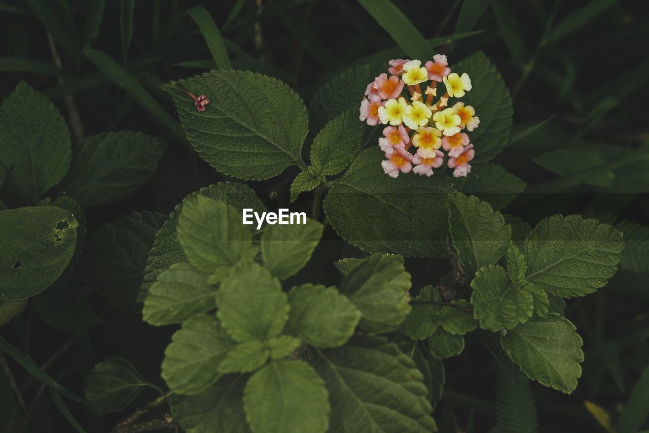 Close-up of flowering plant