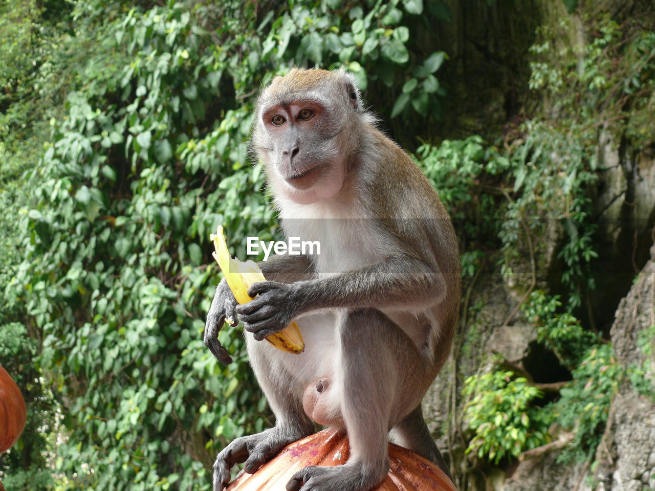 MONKEY SITTING ON TREE