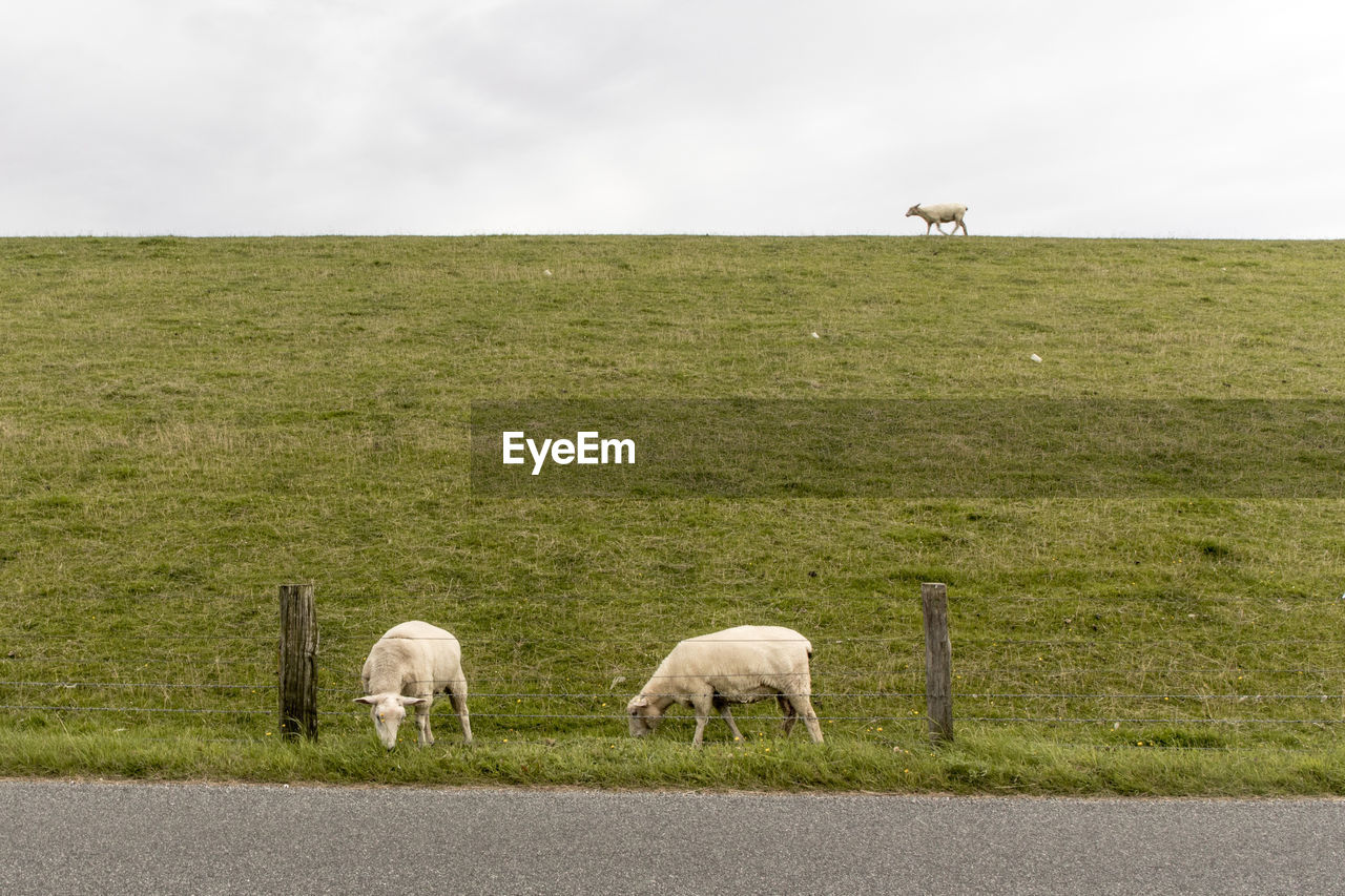 Sheep on field against sky